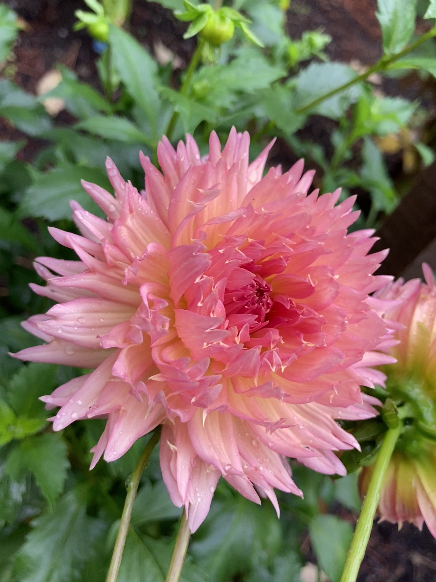 Lakeview Peach Fuzz - LPF