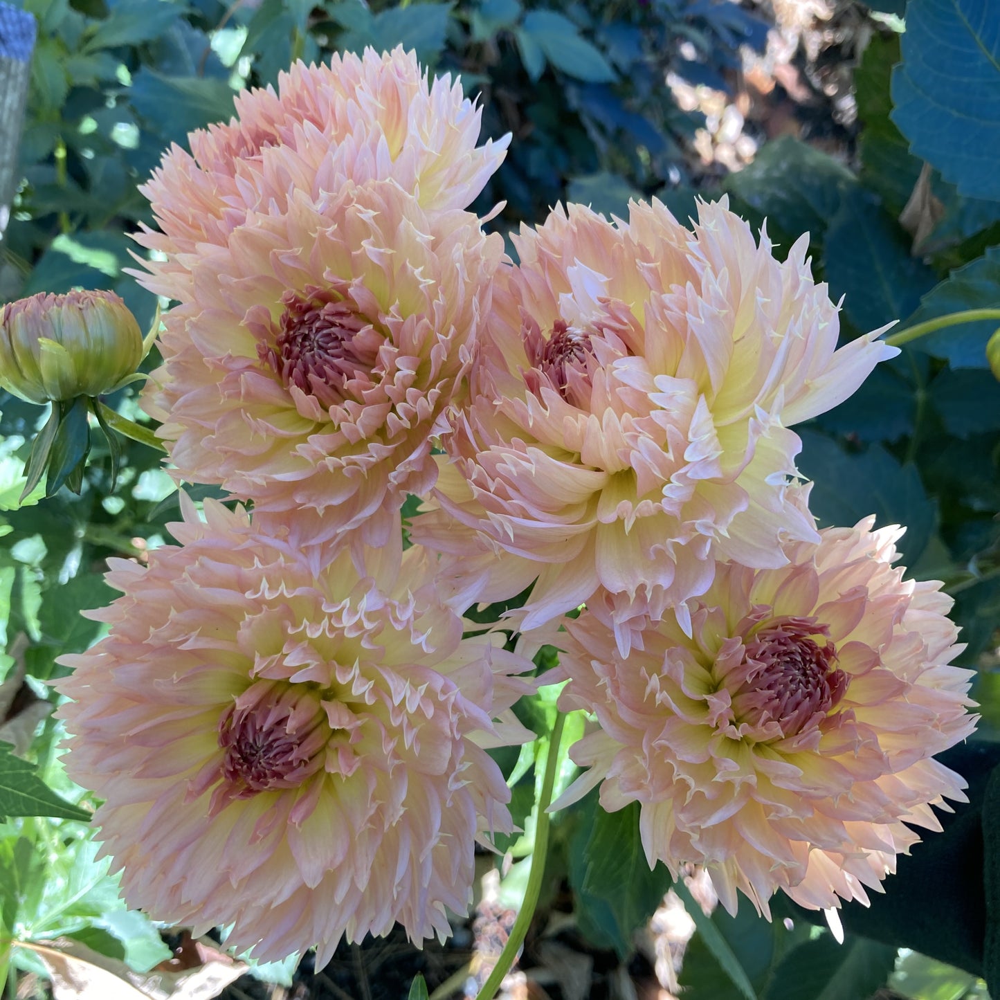Lakeview Peach Fuzz - LPF