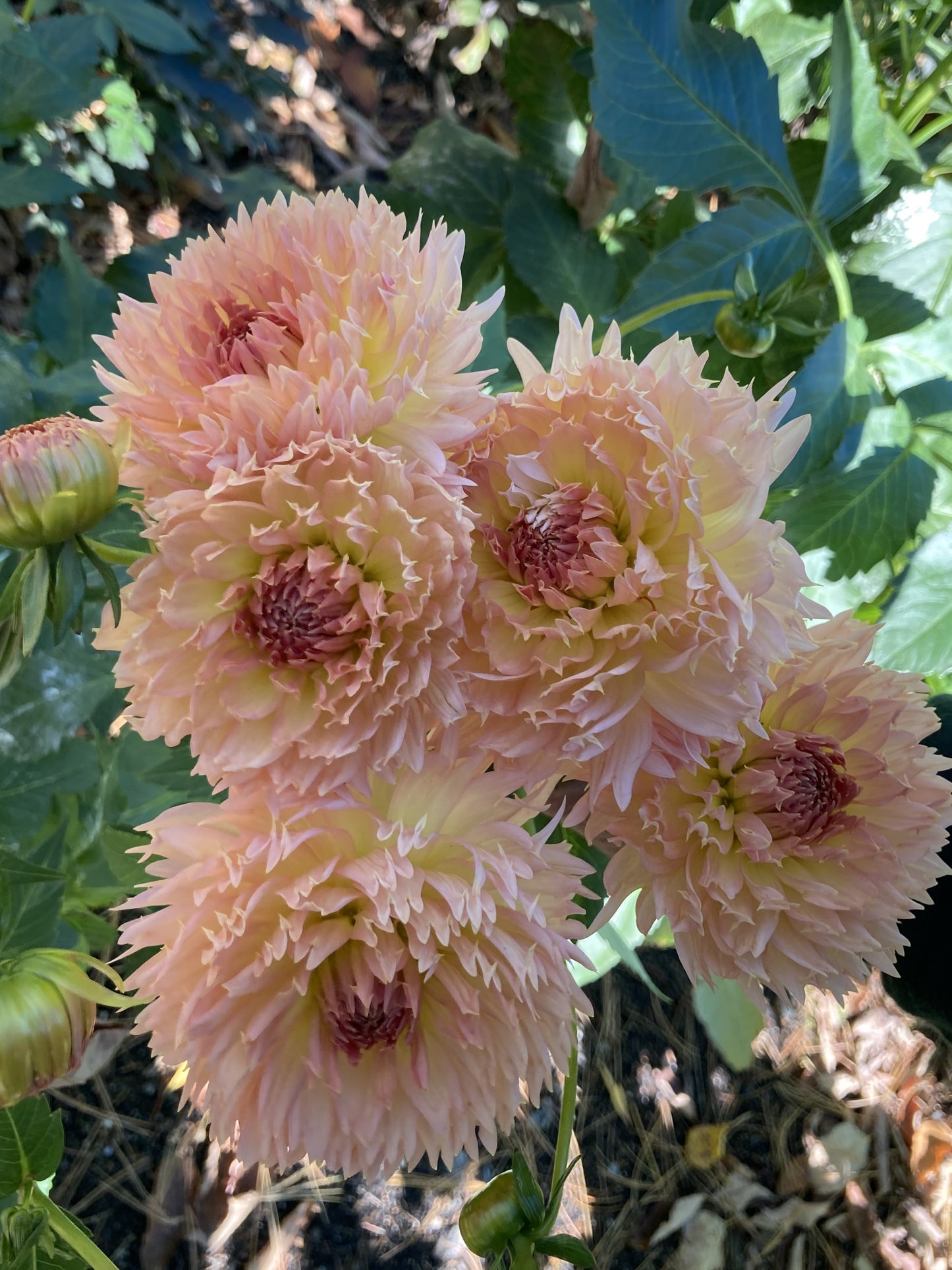 Lakeview Peach Fuzz - LPF