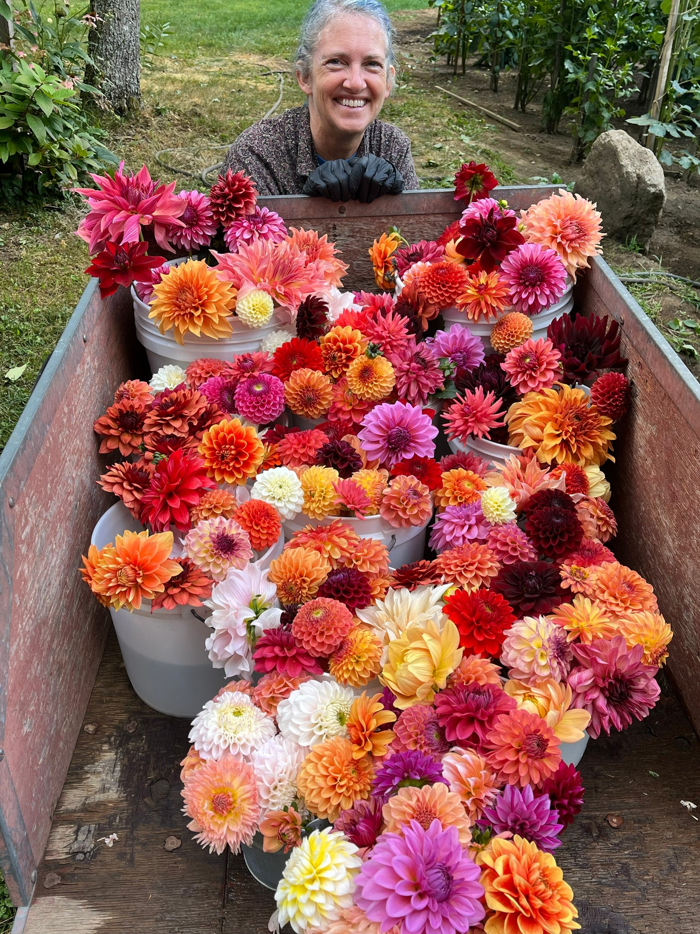? no ID mystery dahlia tuber - ?