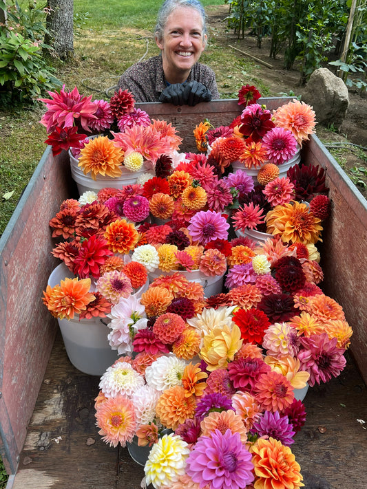 ? no ID mystery dahlia tuber - ?