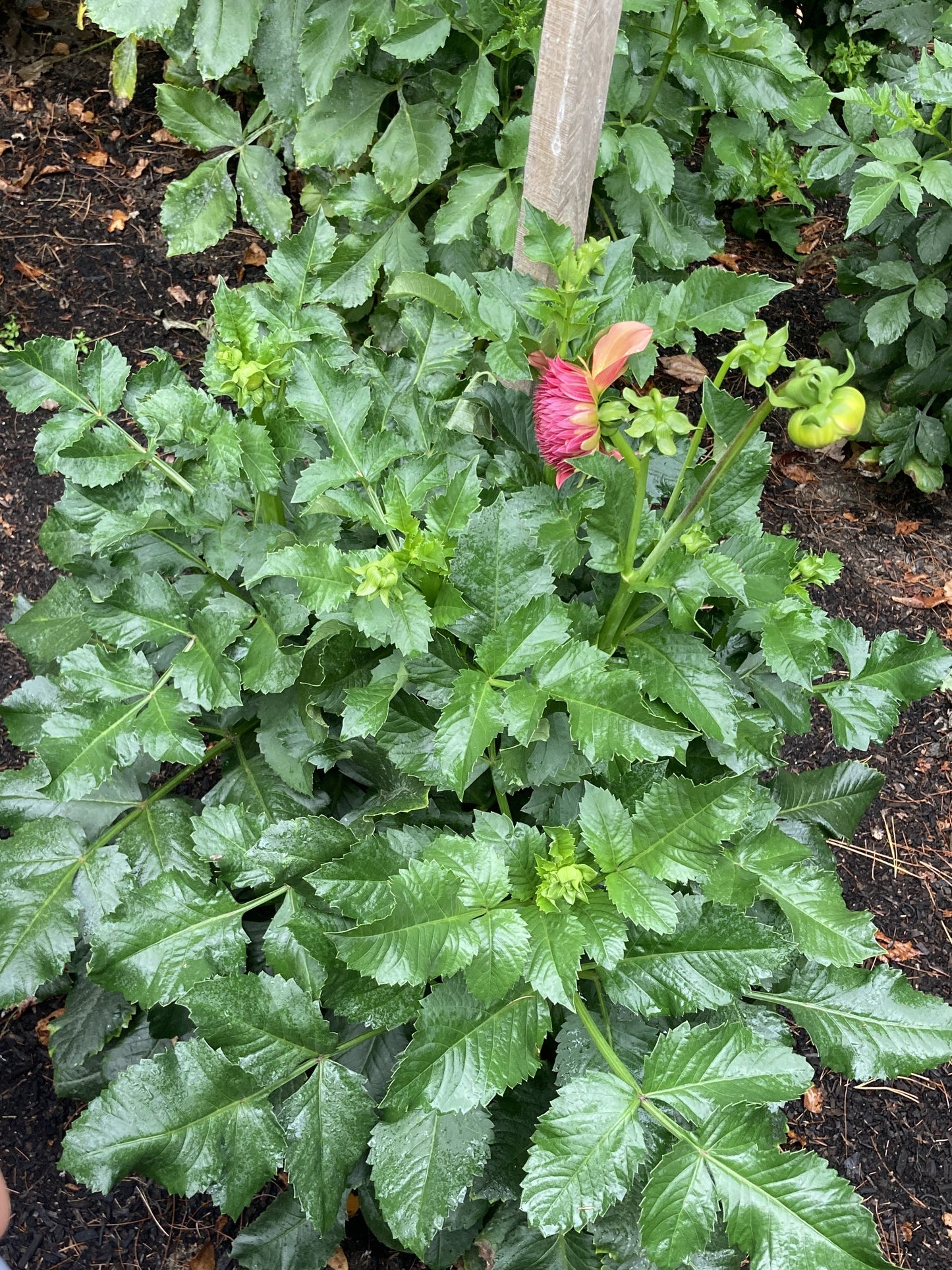 Orange Globe - OG