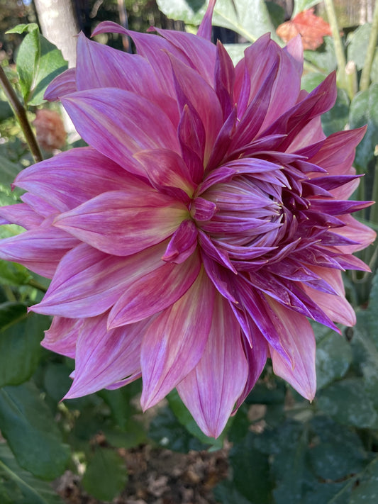 Penhill Dark Monarch - PDM