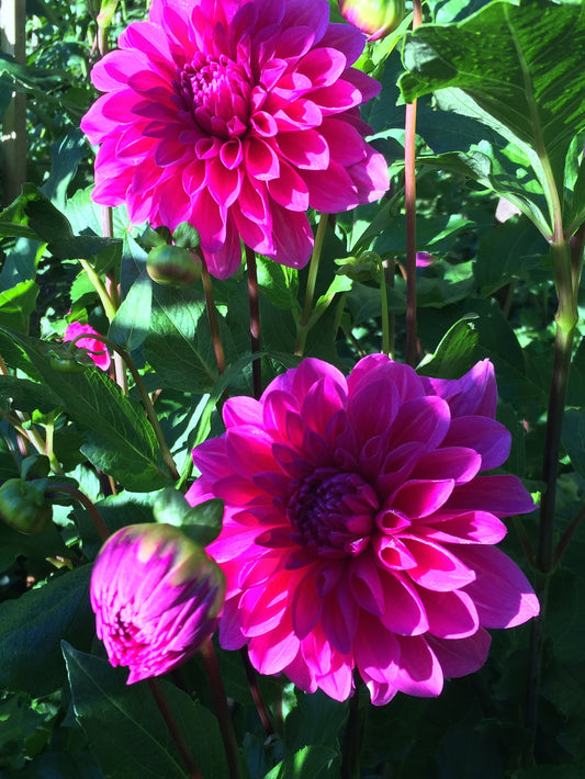Purplicious - PPL