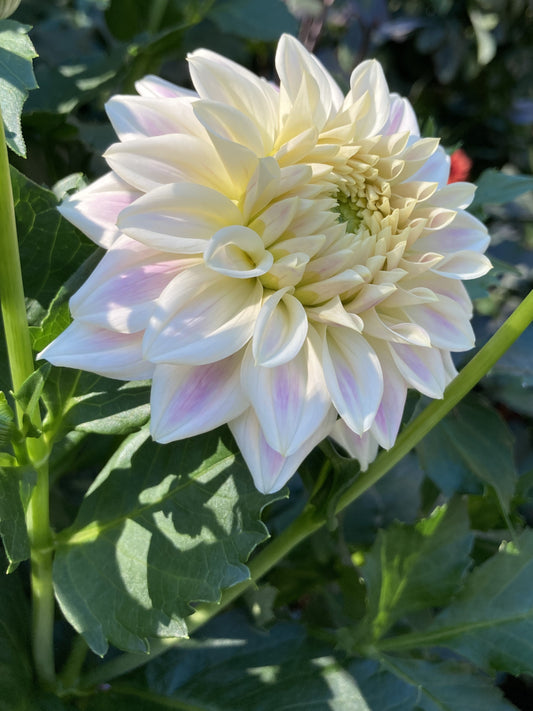 Quiet Splendor - QTS