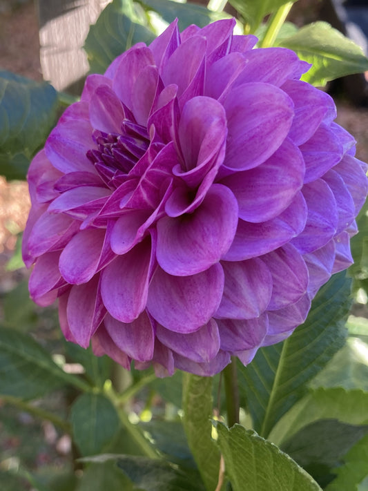 Robanne Royal - RobR