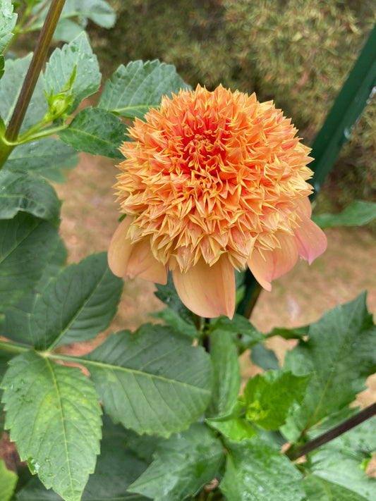 Sandia Brocade - SBRC