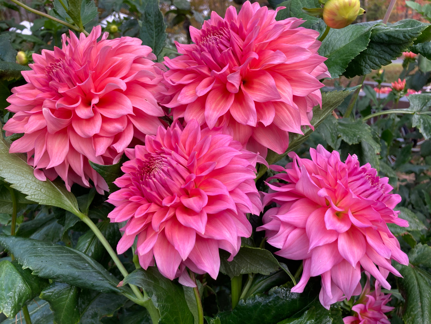 Scaur Swinton - SCSW