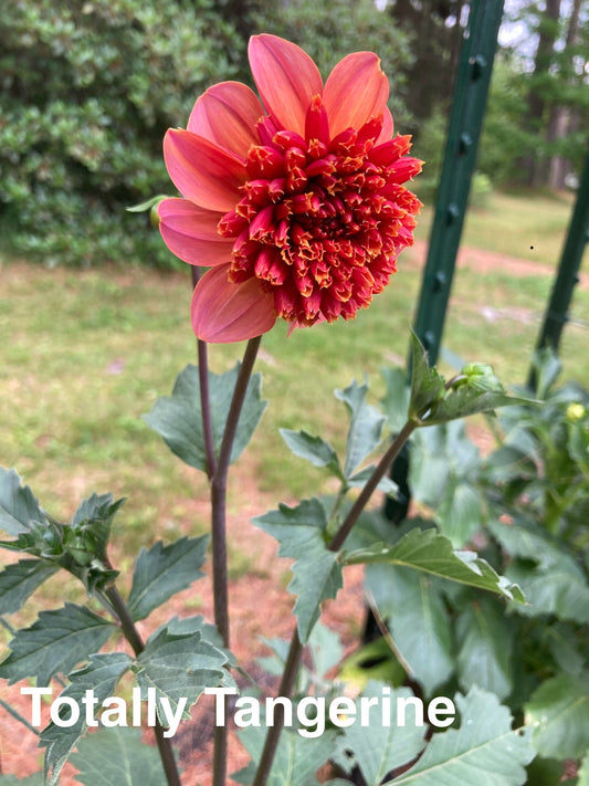 Totally Tangerine - ToTang