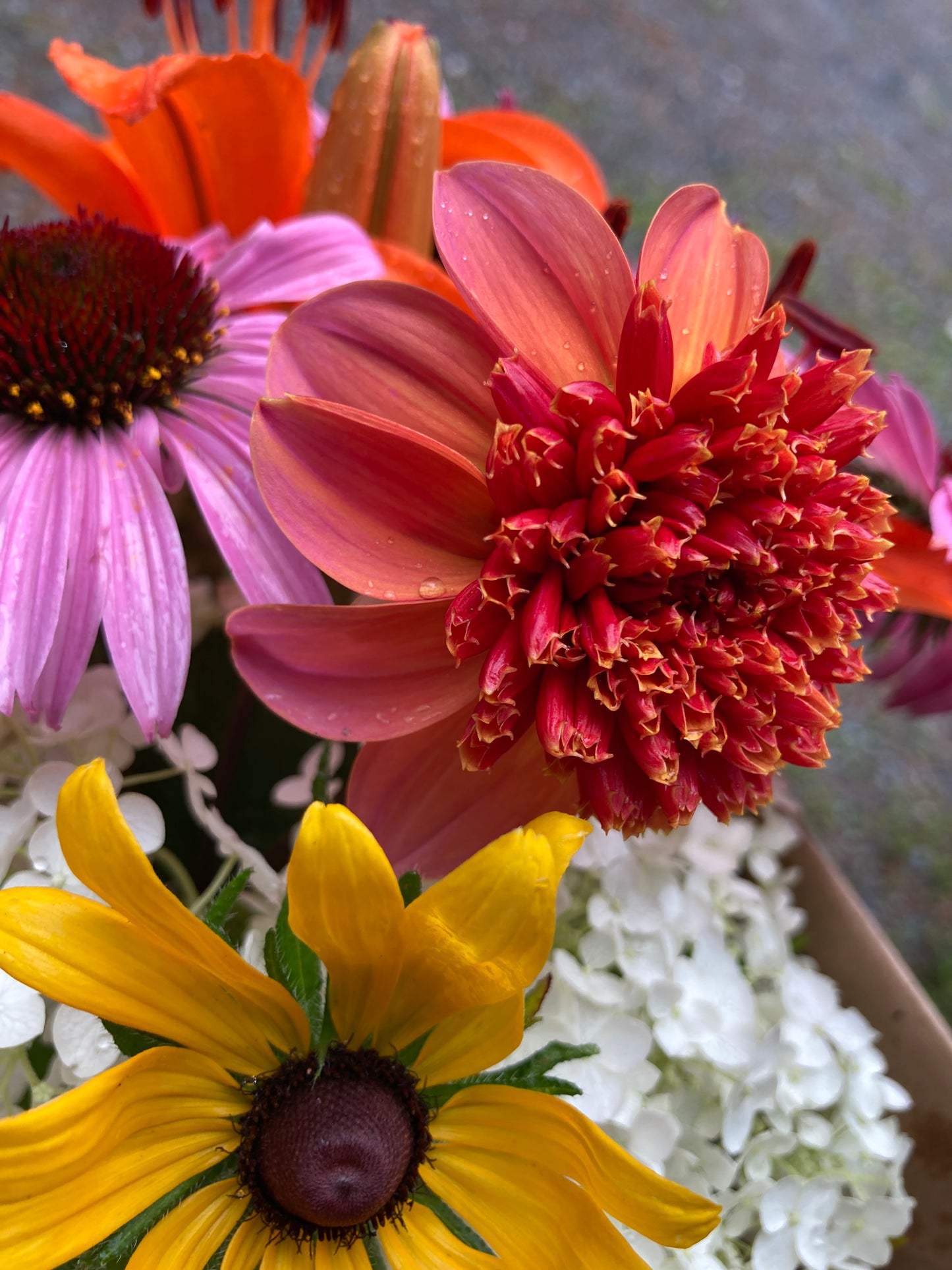 Totally Tangerine - ToTang