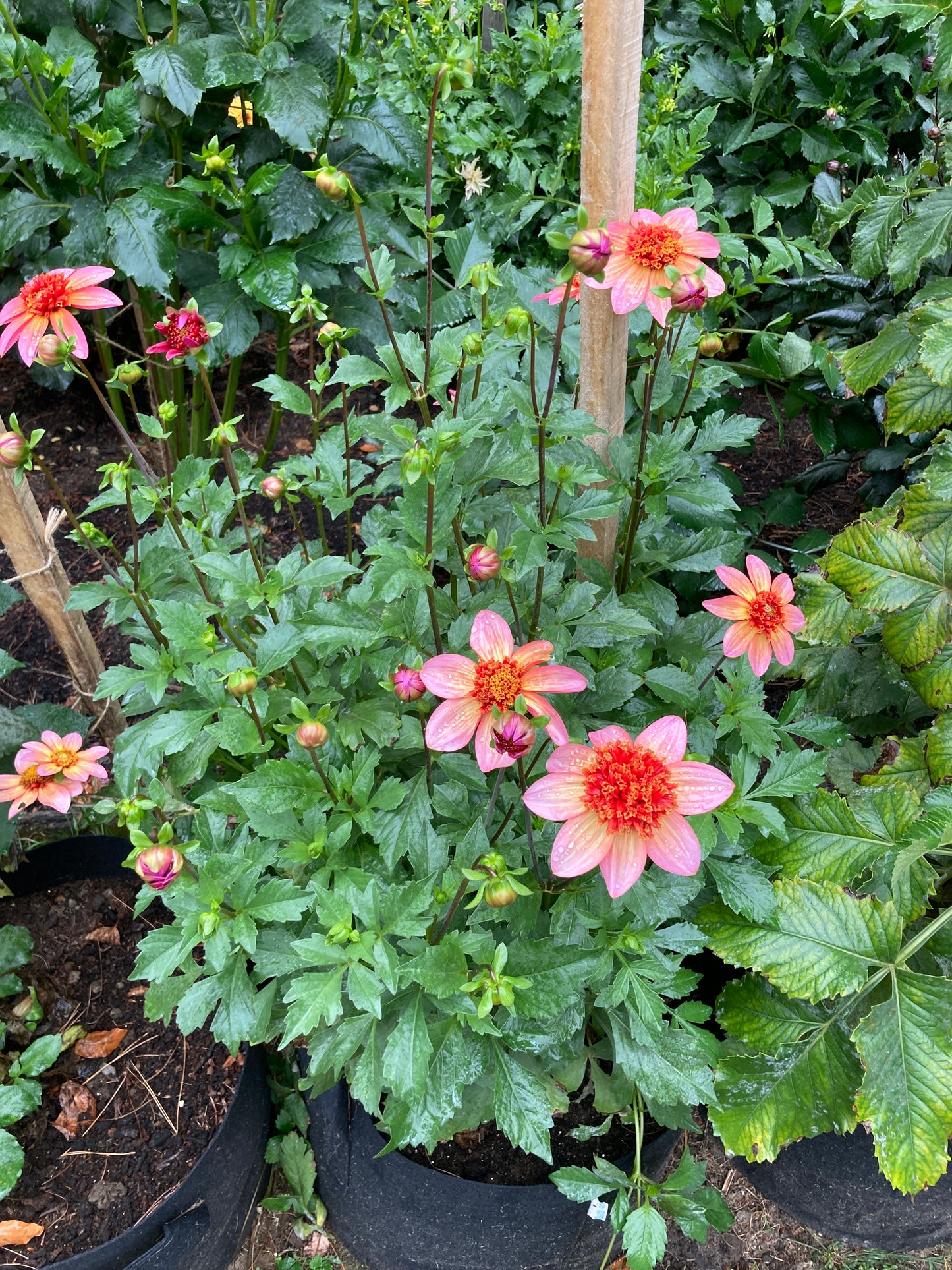 Totally Tangerine - ToTang