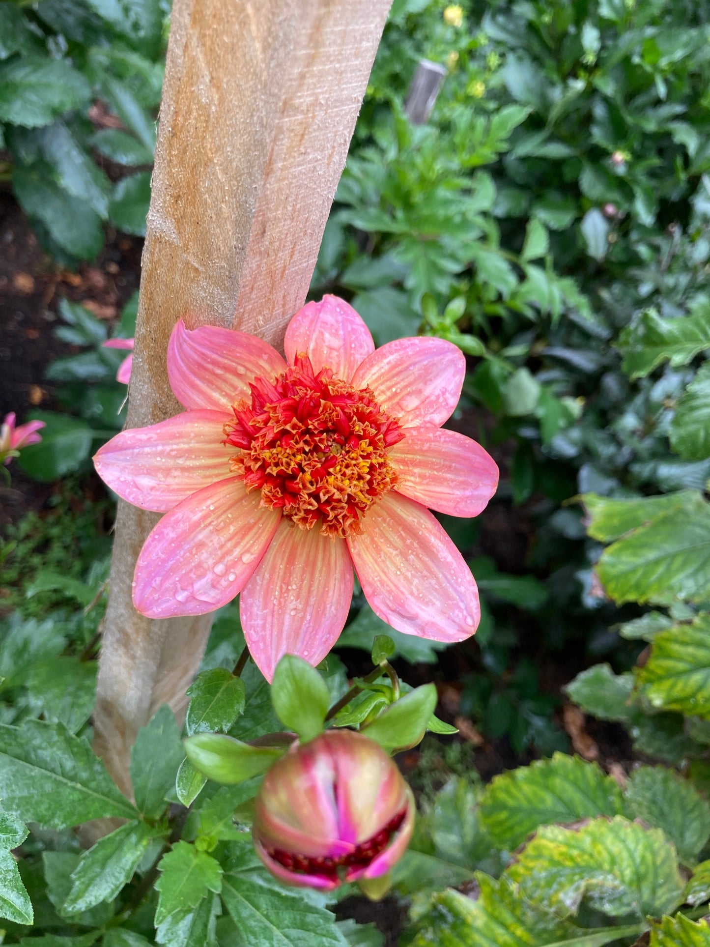 Totally Tangerine - ToTang