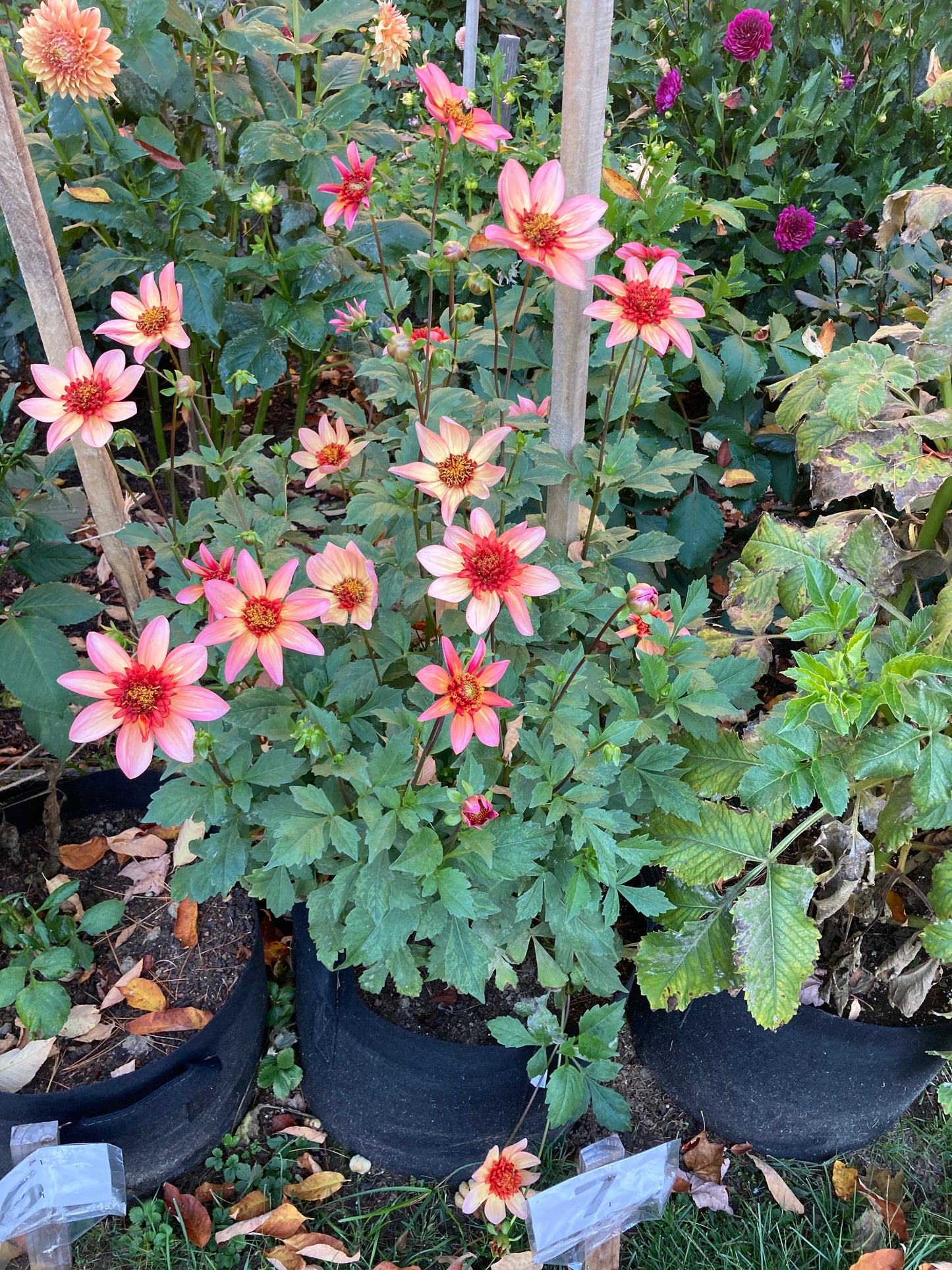 Totally Tangerine - ToTang