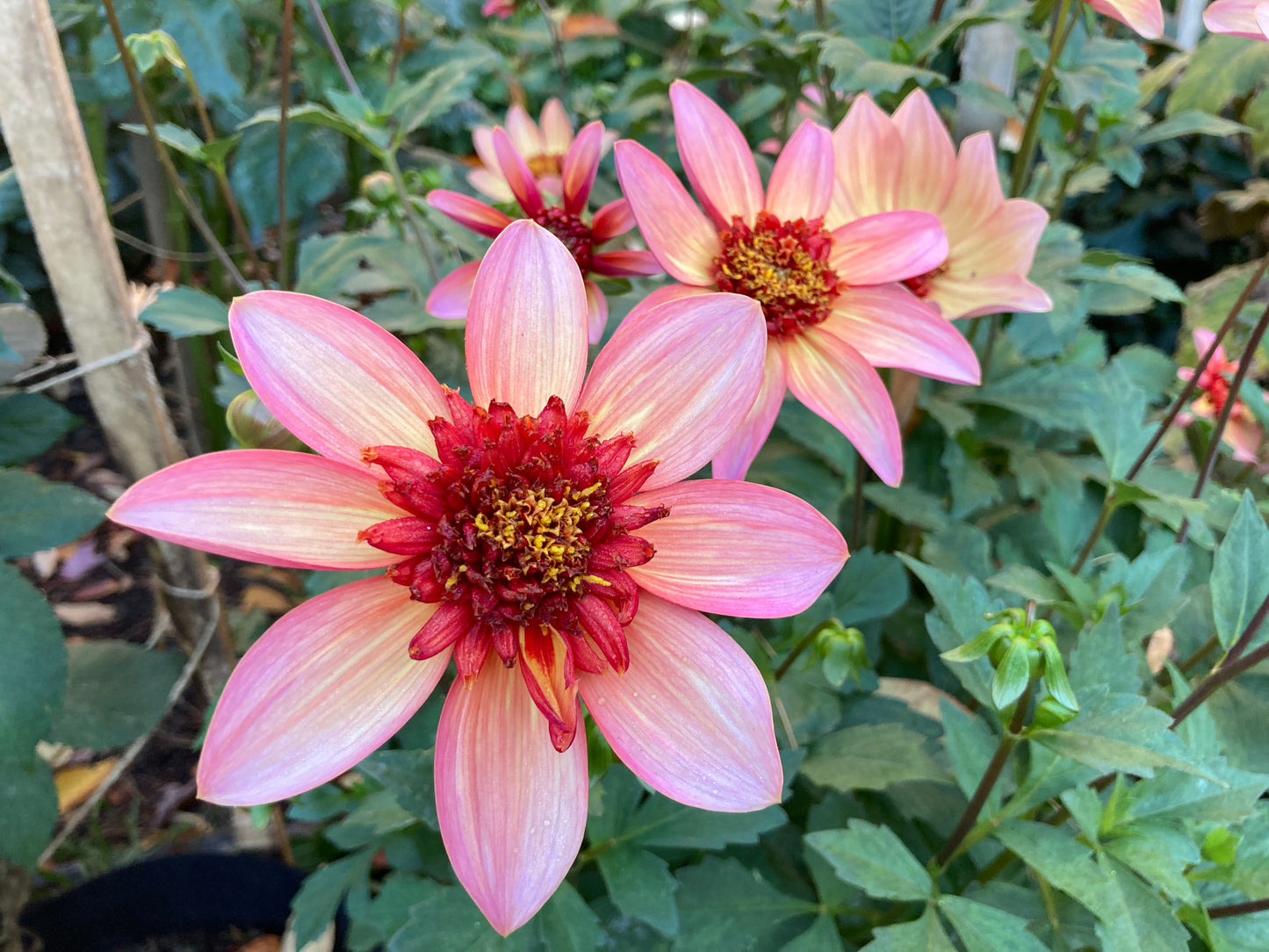 Totally Tangerine - ToTang