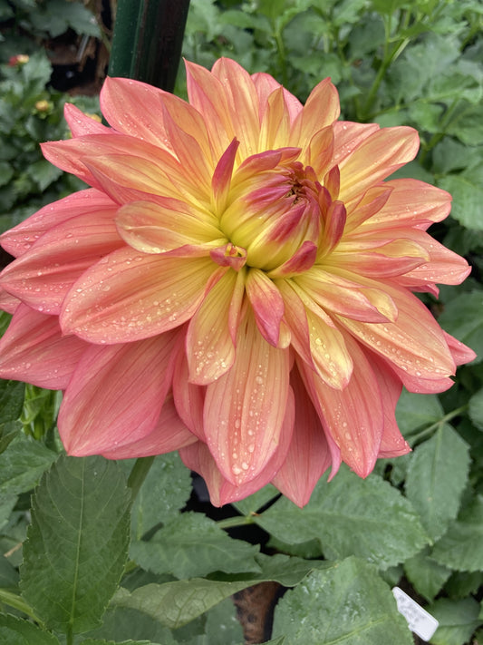 Wanda's Aurora - WanA