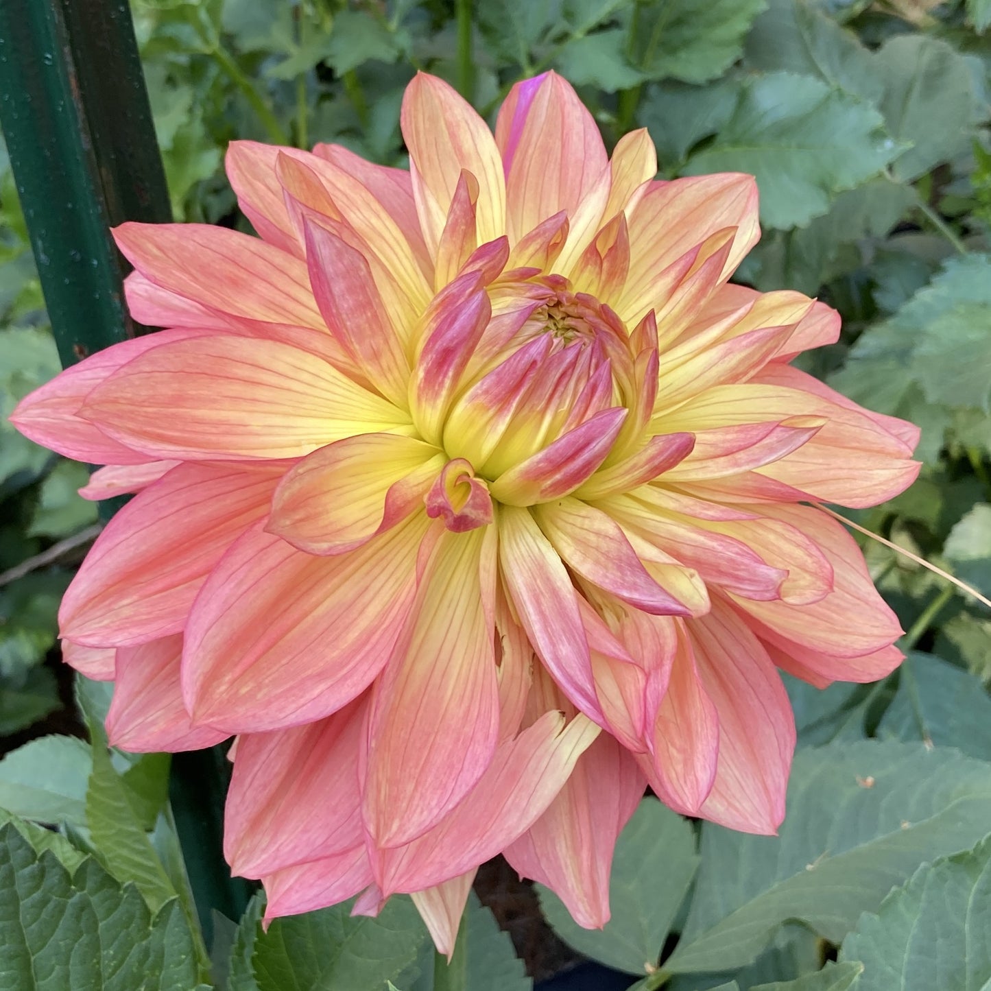 Wanda's Aurora - WanA