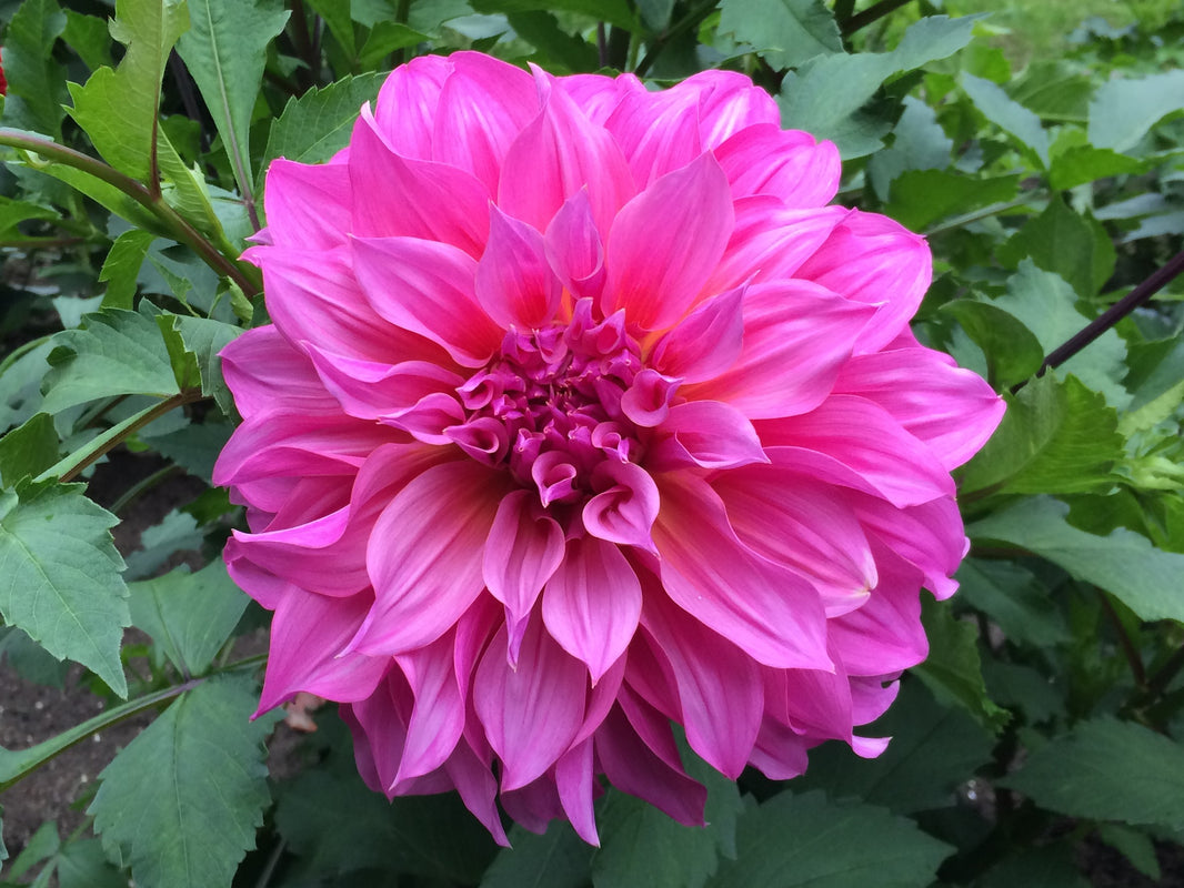 By Design Dahlias – ByDesignDahlias