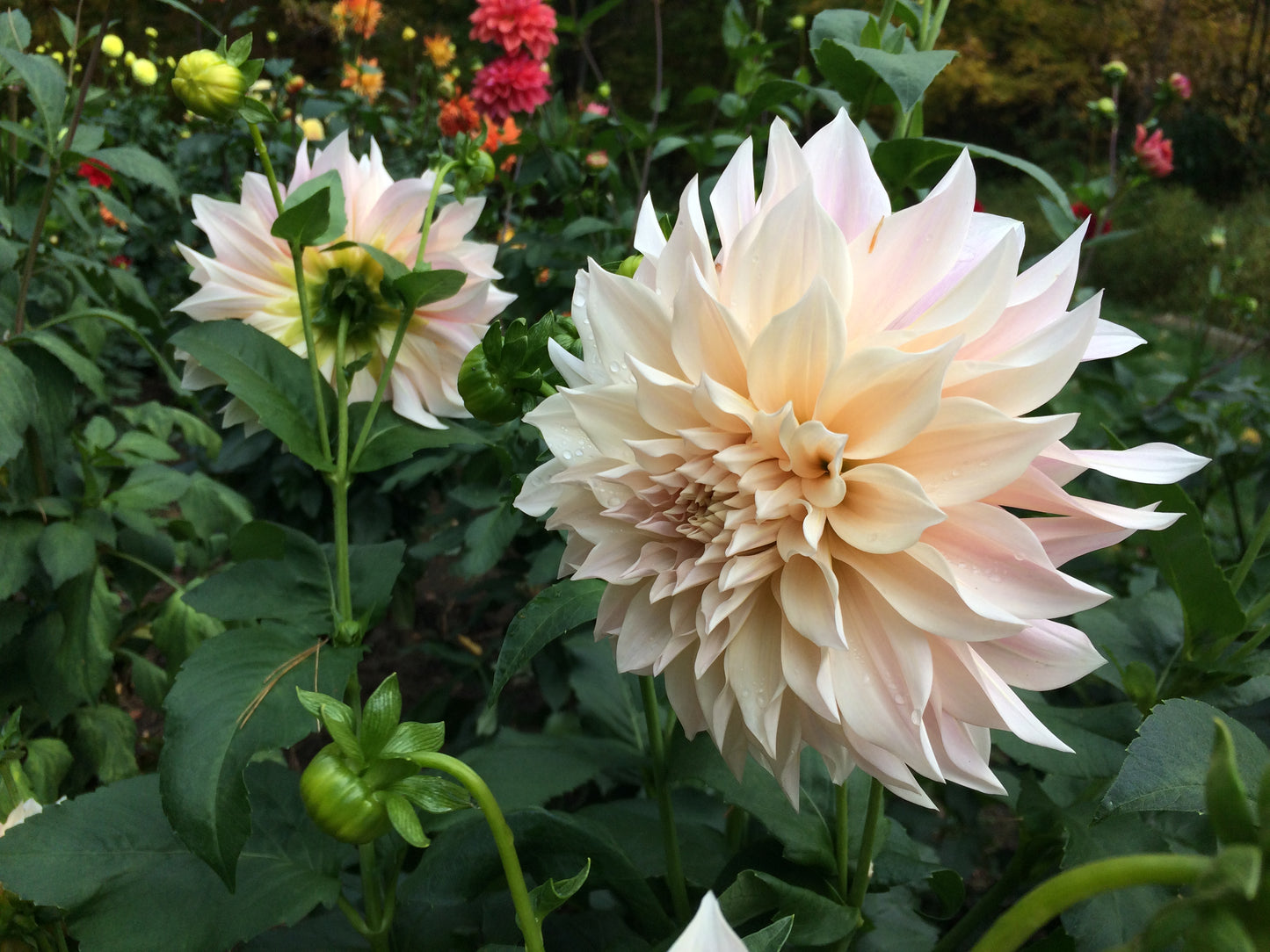 Cafe Au Lait dahlia tuber - CaL