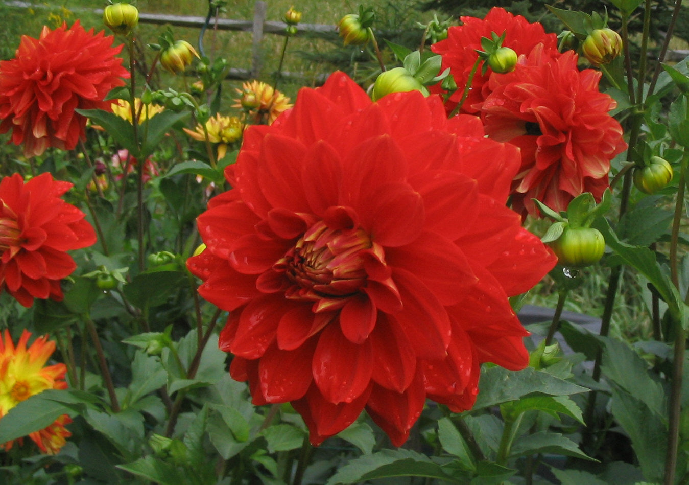 Caliente dahlia tuber - CT