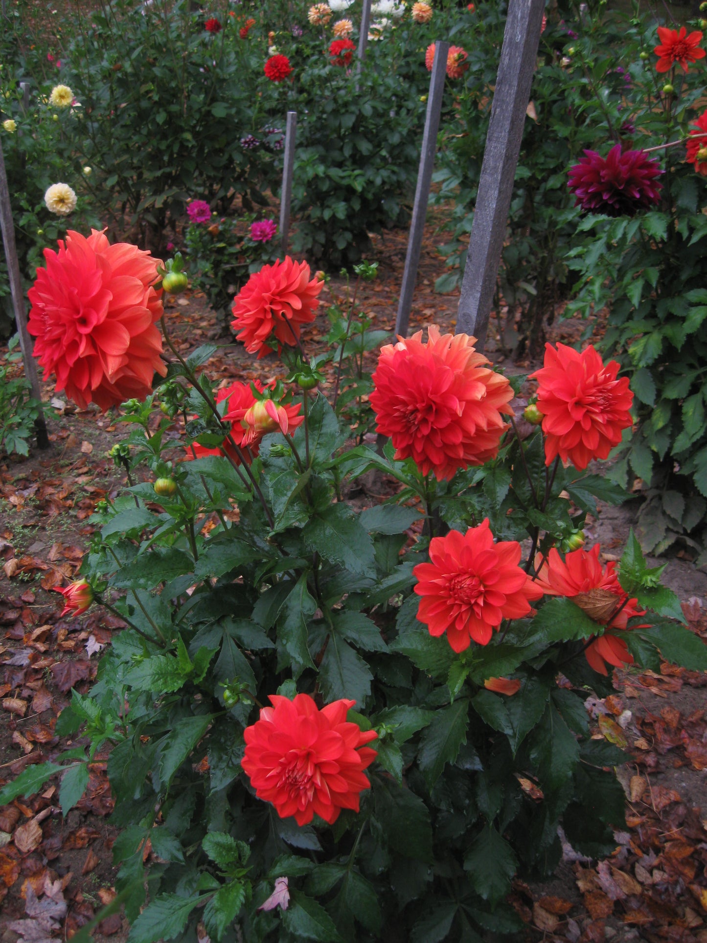 Caliente dahlia tuber - CT