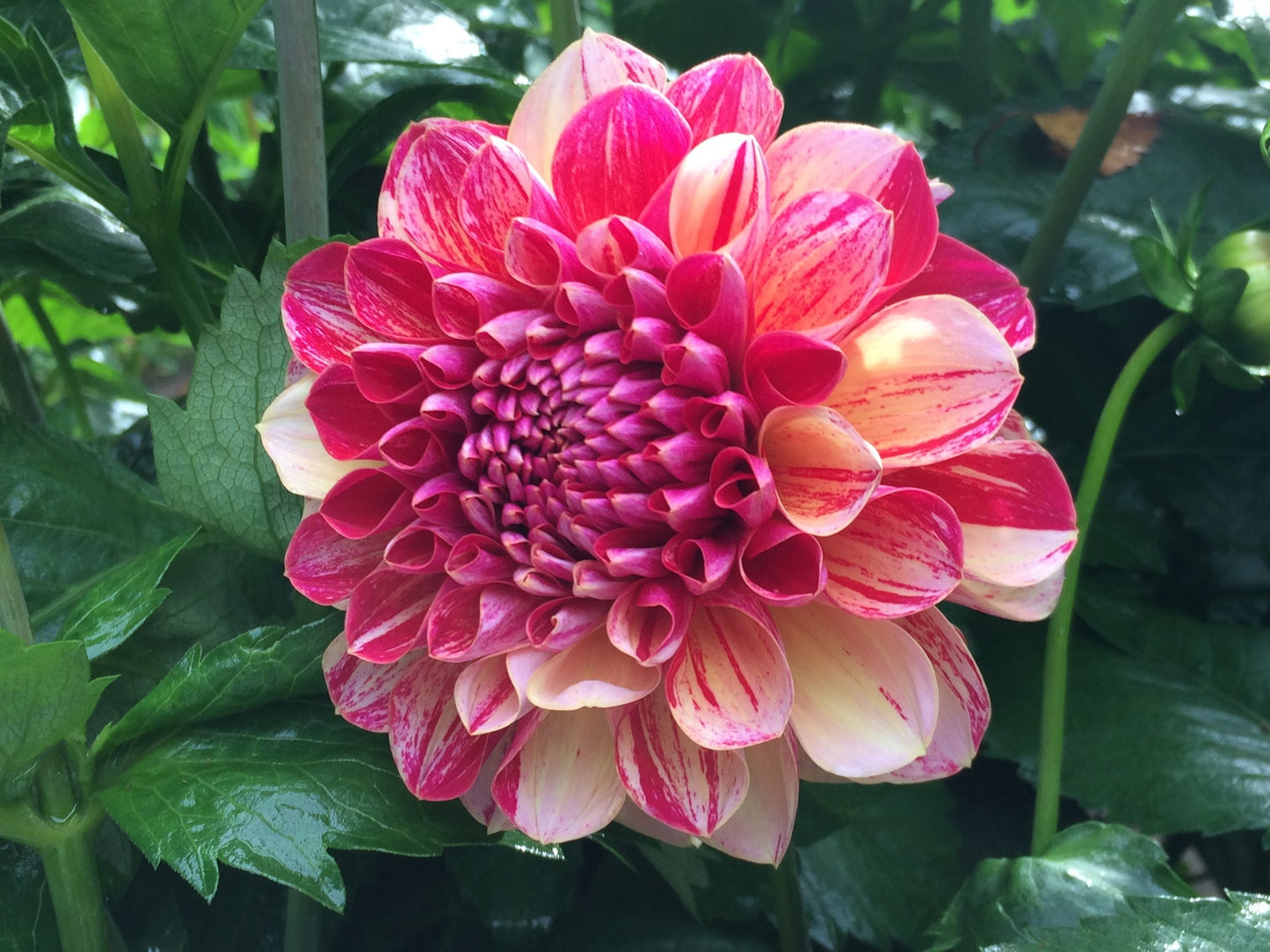 Can't Elope dahlia tuber - EXCLUSIVE - CNTEP