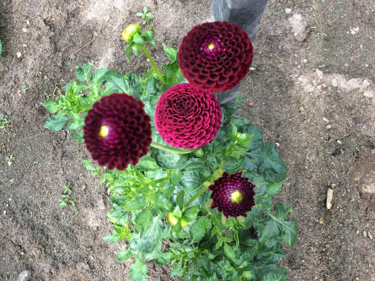 Crossfield Ebony pompom dahlia tuber - CE