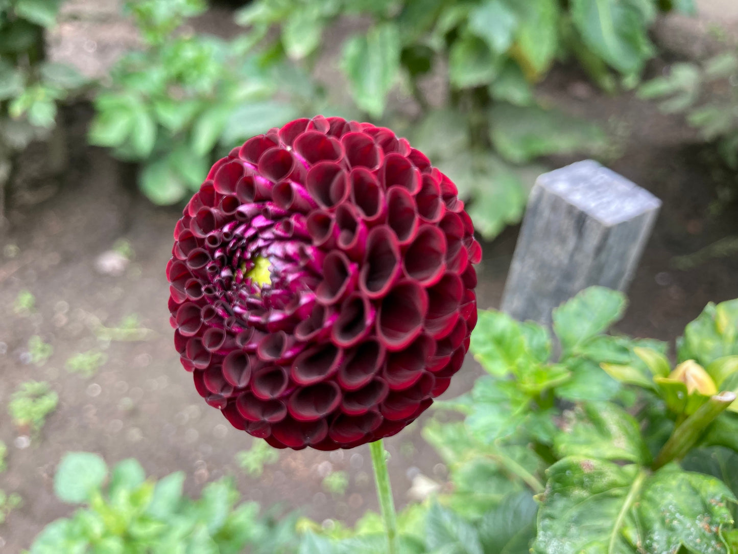 Crossfield Ebony pompom dahlia tuber - CE