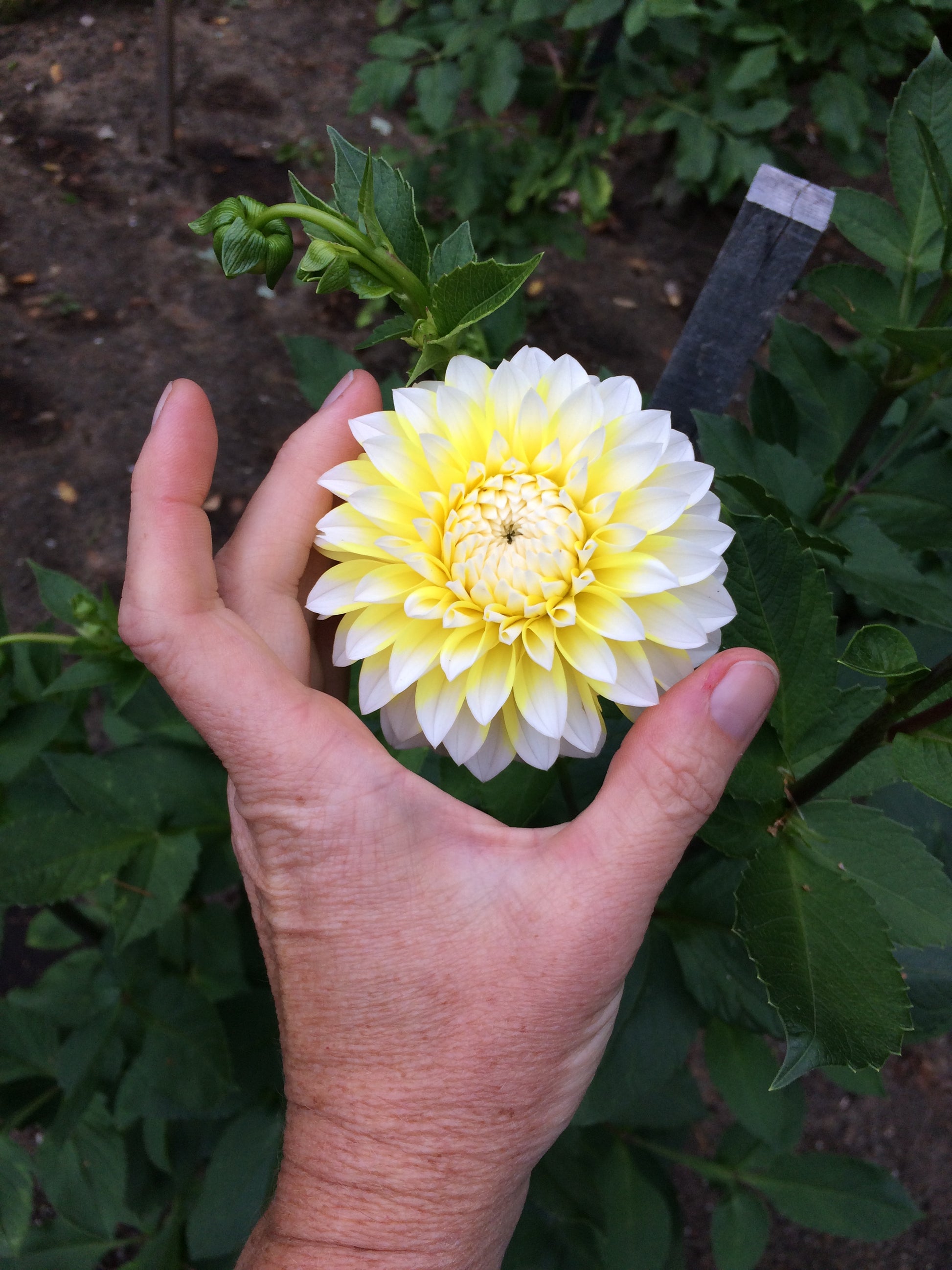 Ova Joe - OJ – ByDesignDahlias