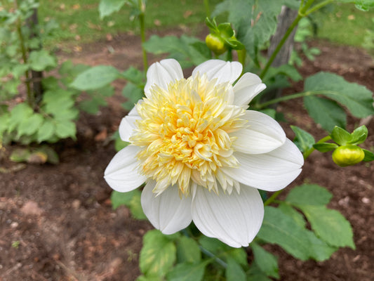 Platinum Blonde - PB